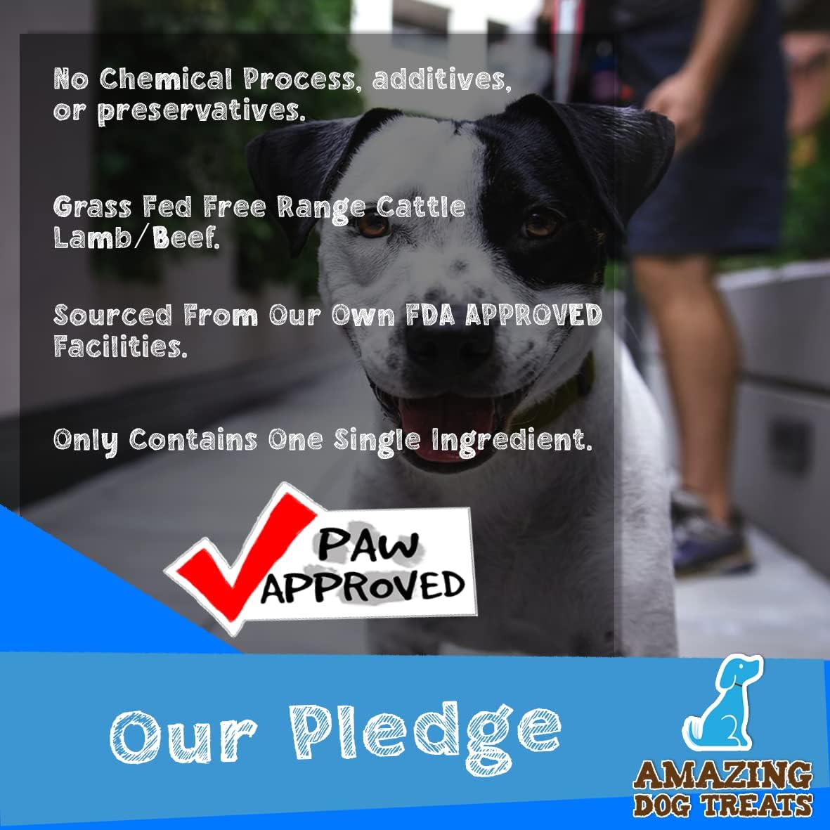 Bully Sticks 6 & 7 Inch Regular Size - Premium Bully Stick Dog Chews - Long Lasting Bully Sticks for Dogs - Best Bully Stick Dog Bone - No Hide Dog Chews